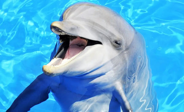 DOLPHINFACTSDAILY